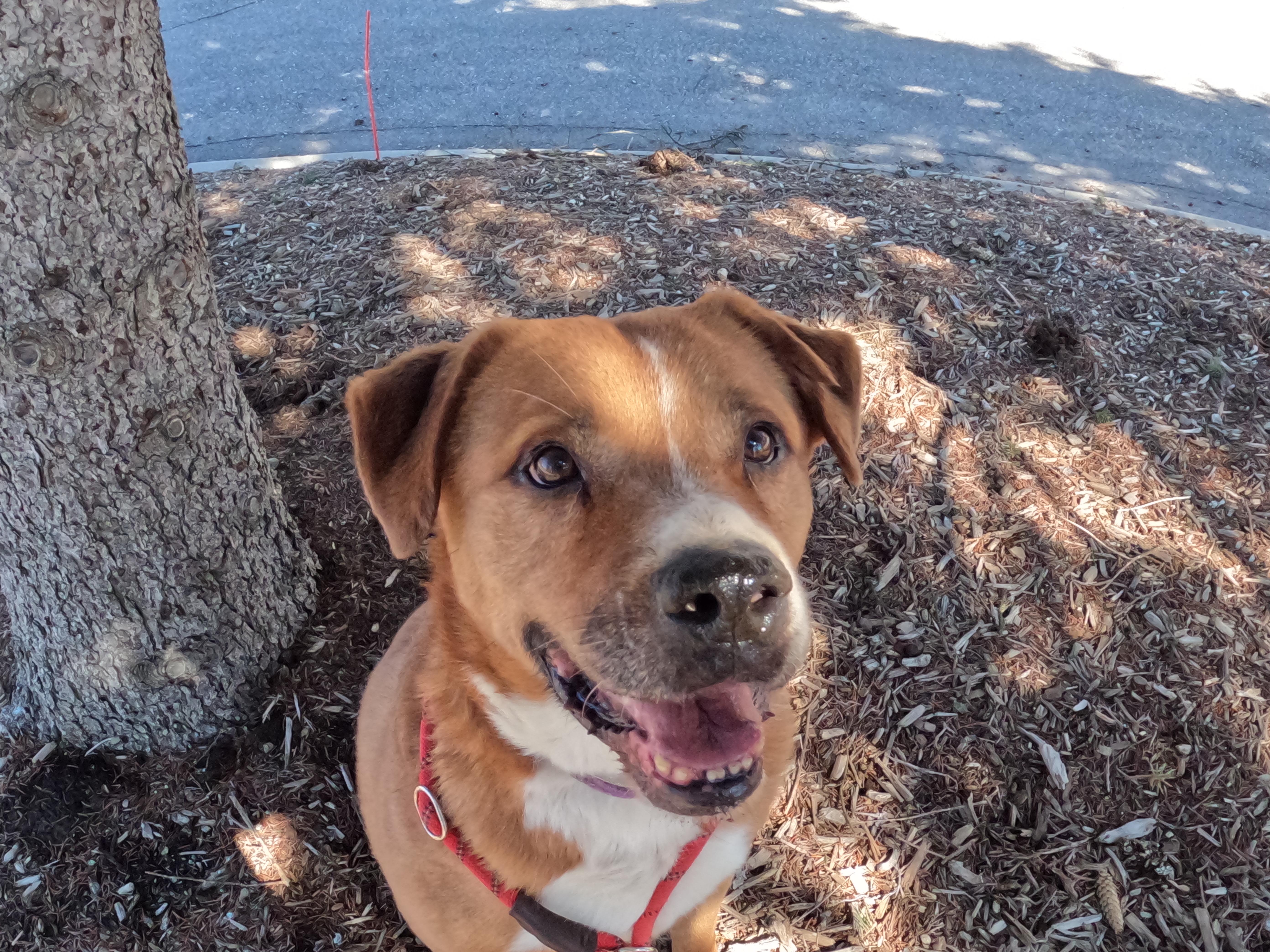 Enlarge Bear, a Adoptable mixed breed in Detroit, MI image 1/5