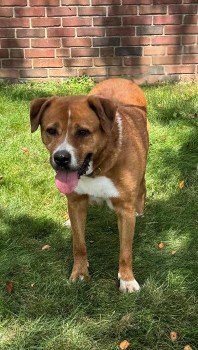 Bear, Adoptable, Adult Male Retriever.