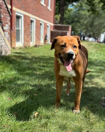 Bear, a Adoptable mixed breed in Detroit, MI image 2/5