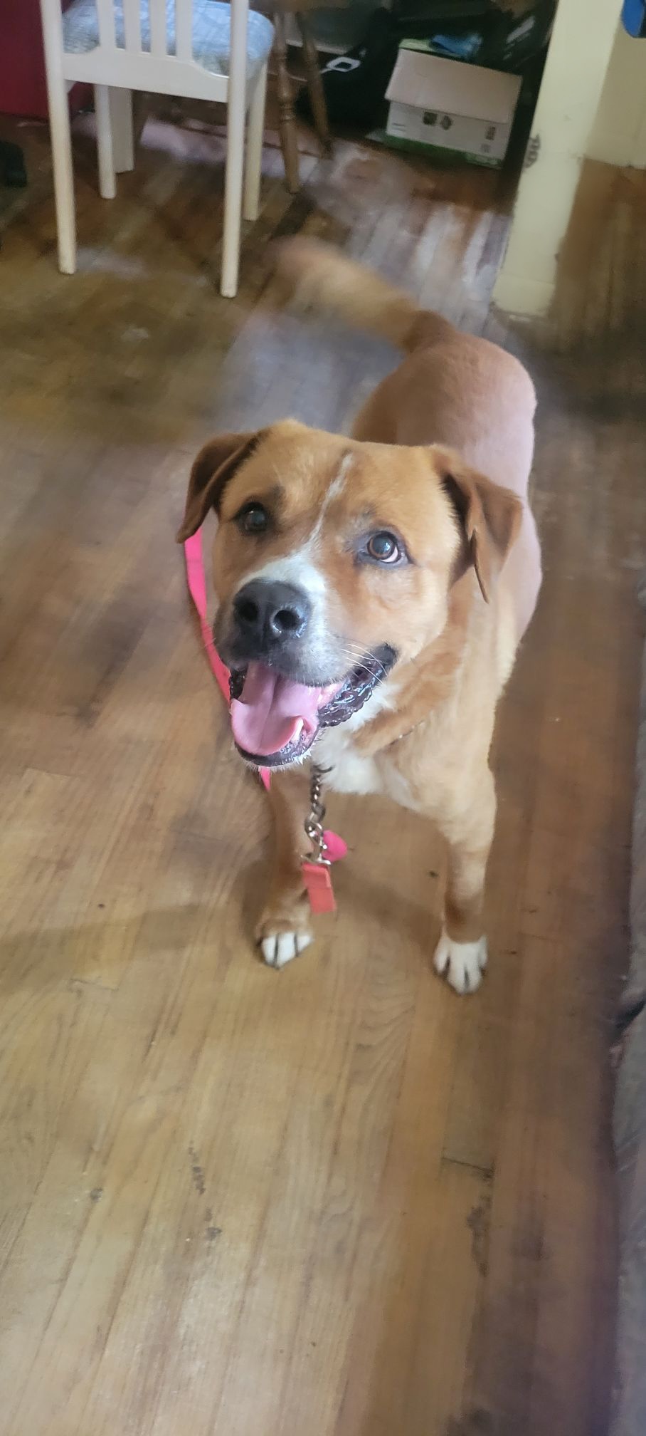 Bear, a Adoptable mixed breed in Detroit, MI image 5/5