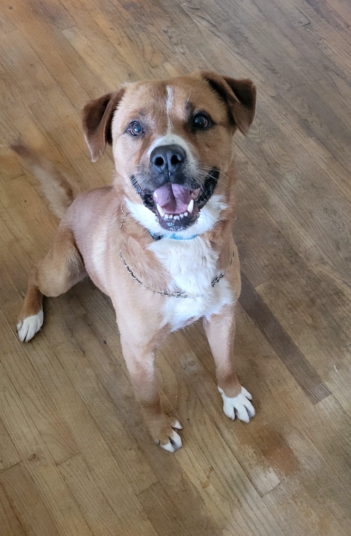 Bear, a Adoptable mixed breed in Detroit, MI image 4/5