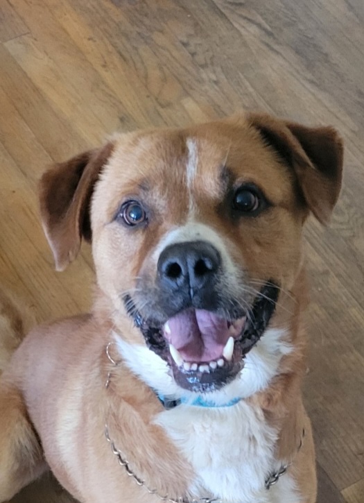 Bear, a Adoptable mixed breed in Detroit, MI image 3/5