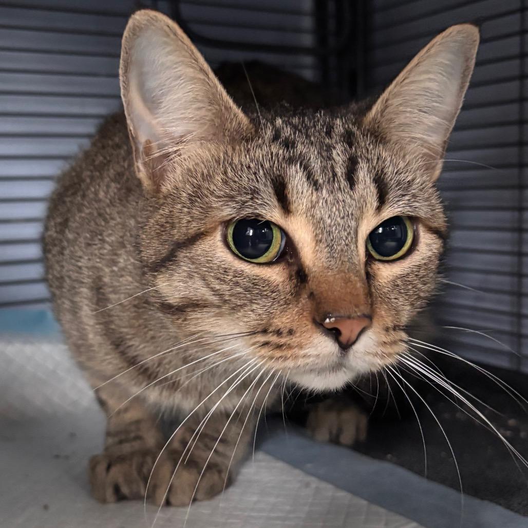 Lady Capulet, Adoptable, Adult Female Domestic Short Hair.