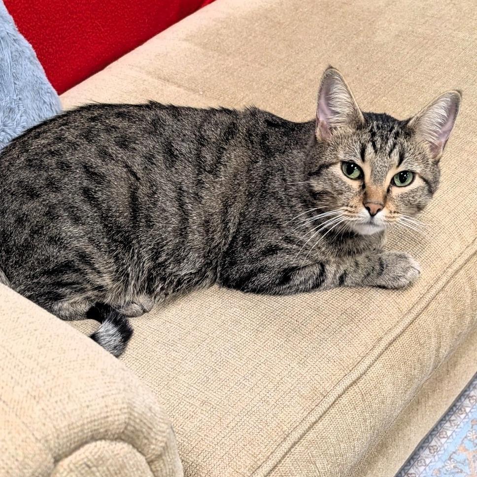 Lady Capulet, a Adoptable Domestic Short Hair in Lake Jackson, TX image 2/4