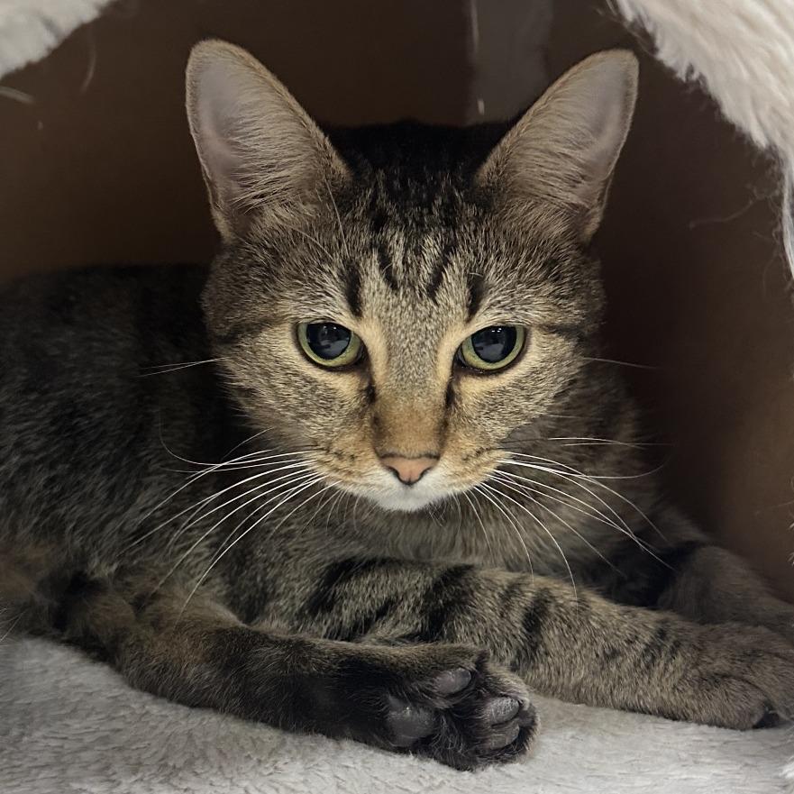 Lady Capulet, a Adoptable Domestic Short Hair in Lake Jackson, TX image 3/4