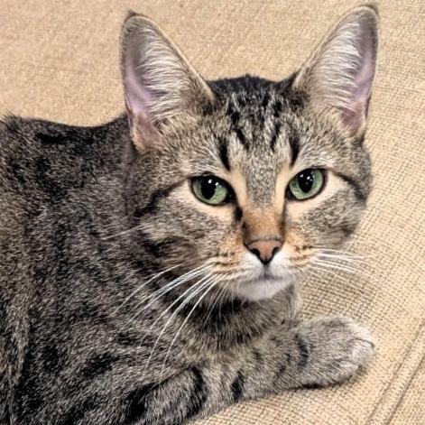 Lady Capulet, a Adoptable Domestic Short Hair in Lake Jackson, TX image 4/4