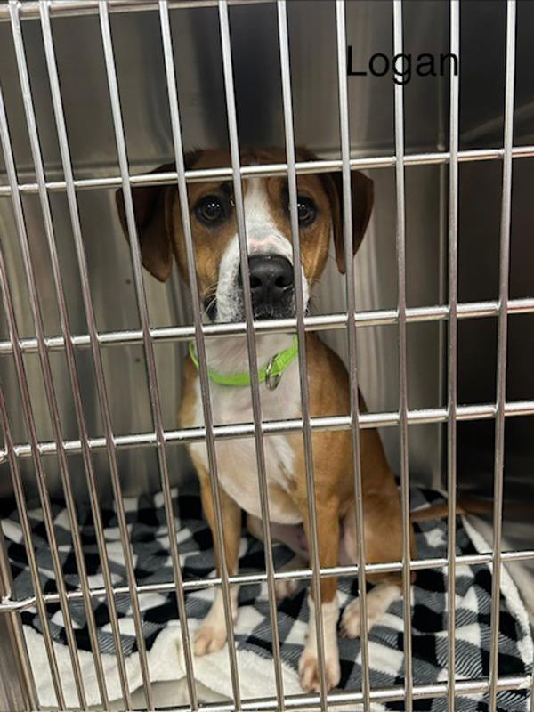 Logan, Adoptable, Young Male Hound.