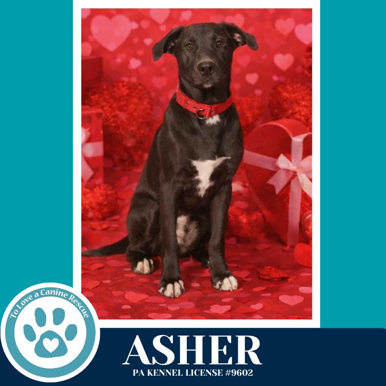 Enlarge Asher (Be Mine Pups) 020726, a Adoptable mixed breed in Kimberton, PA image 1/5