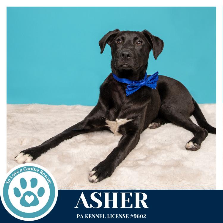 Enlarge Asher (Be Mine Pups) 020726, a Adoptable mixed breed in Kimberton, PA image 2/5