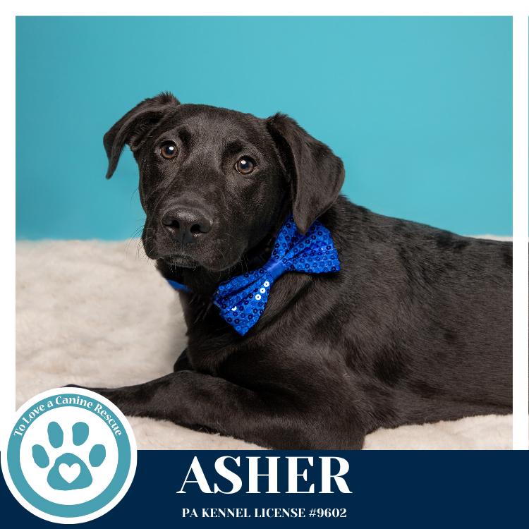 Enlarge Asher (Be Mine Pups) 020726, a Adoptable mixed breed in Kimberton, PA image 3/5