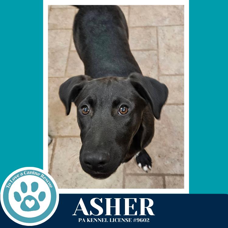Enlarge Asher (Be Mine Pups) 020726, a Adoptable mixed breed in Kimberton, PA image 4/5
