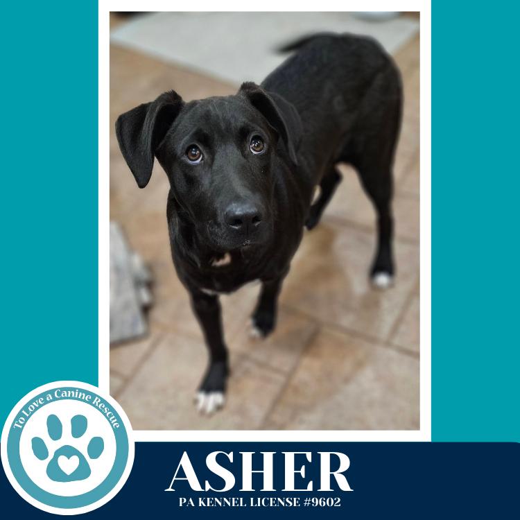 Enlarge Asher (Be Mine Pups) 020726, a Adoptable mixed breed in Kimberton, PA image 5/5