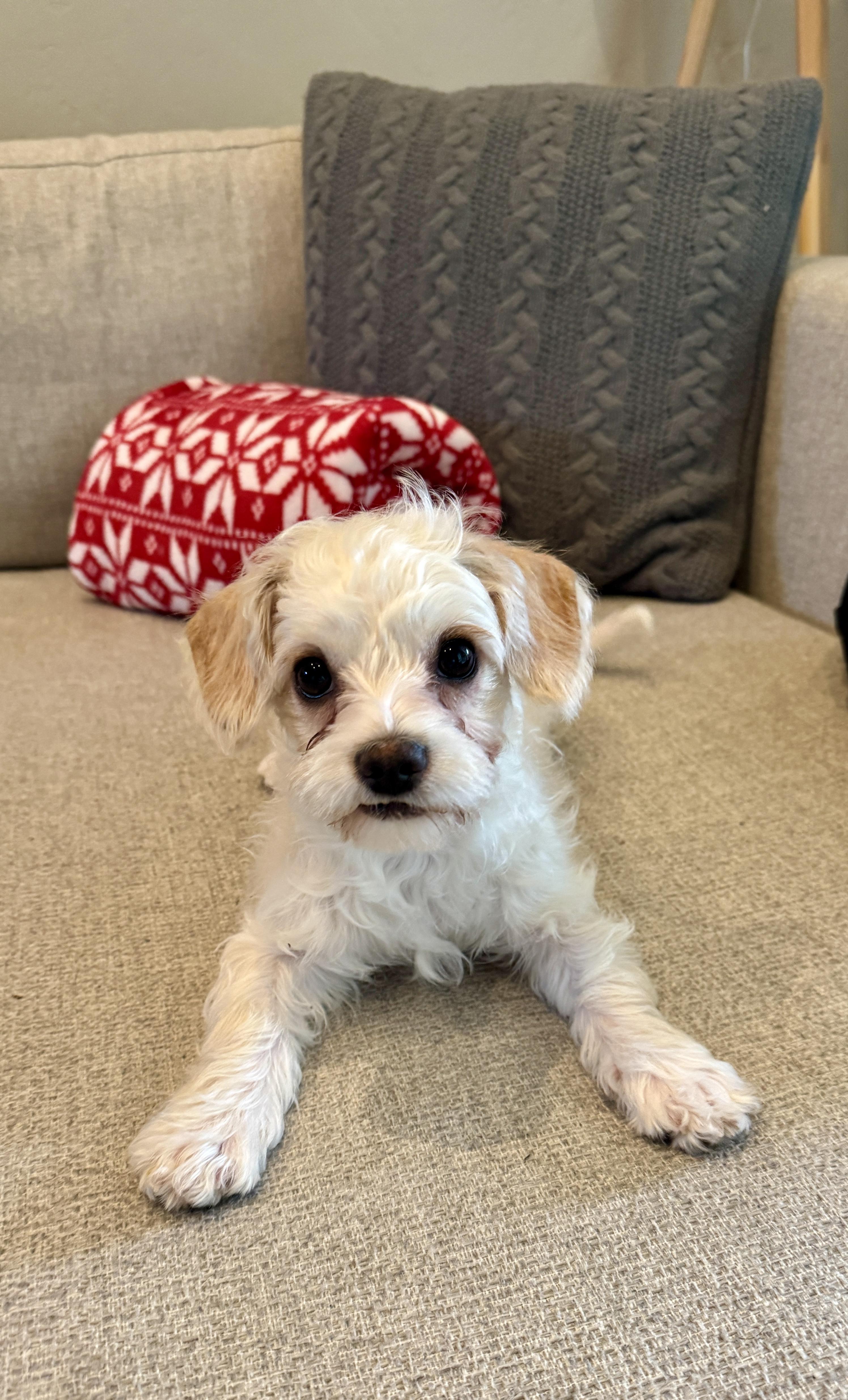 Michelle, adoptable, Puppy Female Maltese & Terrier.