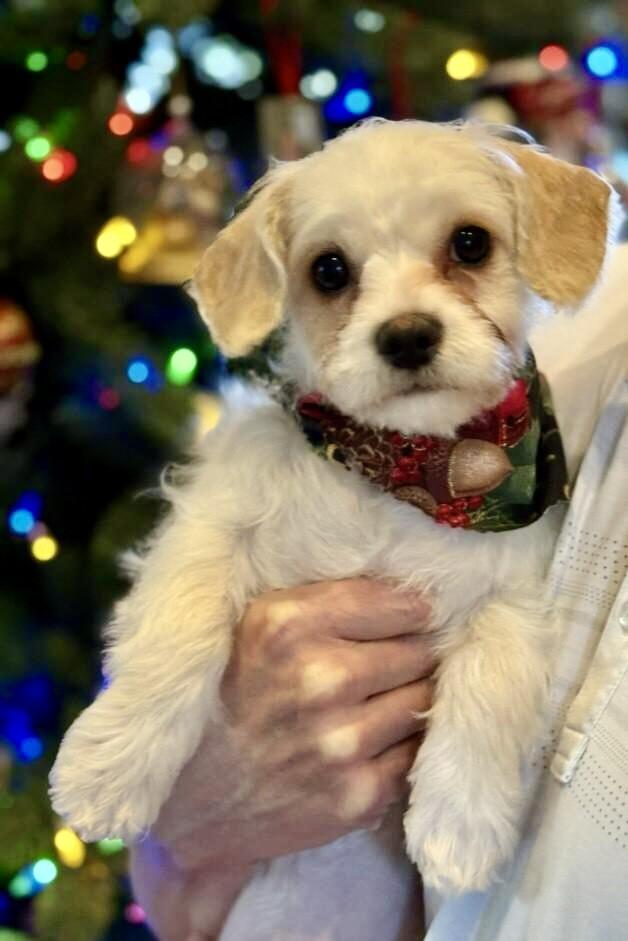 Enlarge Michelle, an adoptable mixed breed in Coppell, TX image 2/3