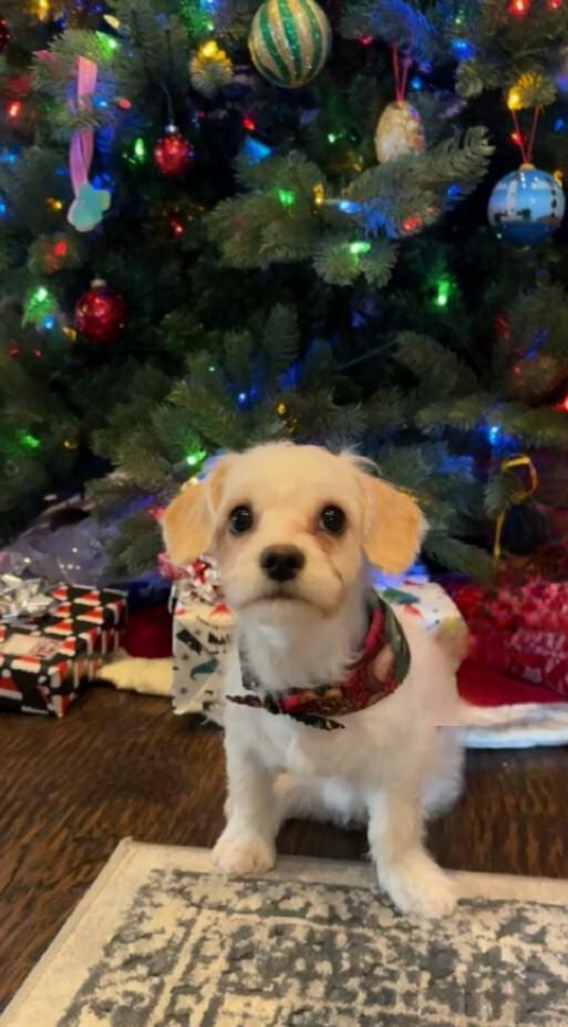 Enlarge Michelle, an adoptable mixed breed in Coppell, TX image 3/3