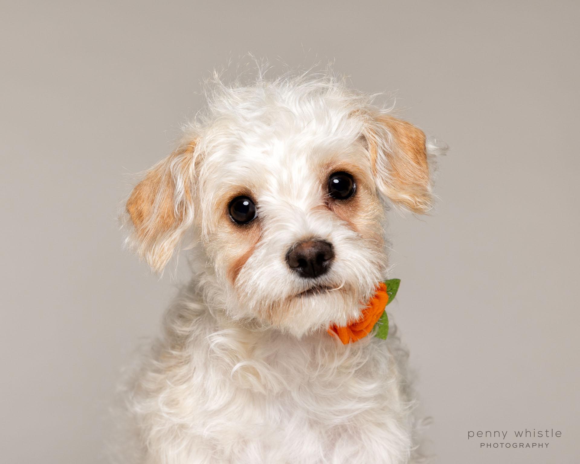 Michelle, adoptable, Puppy Female Maltese & Terrier.
