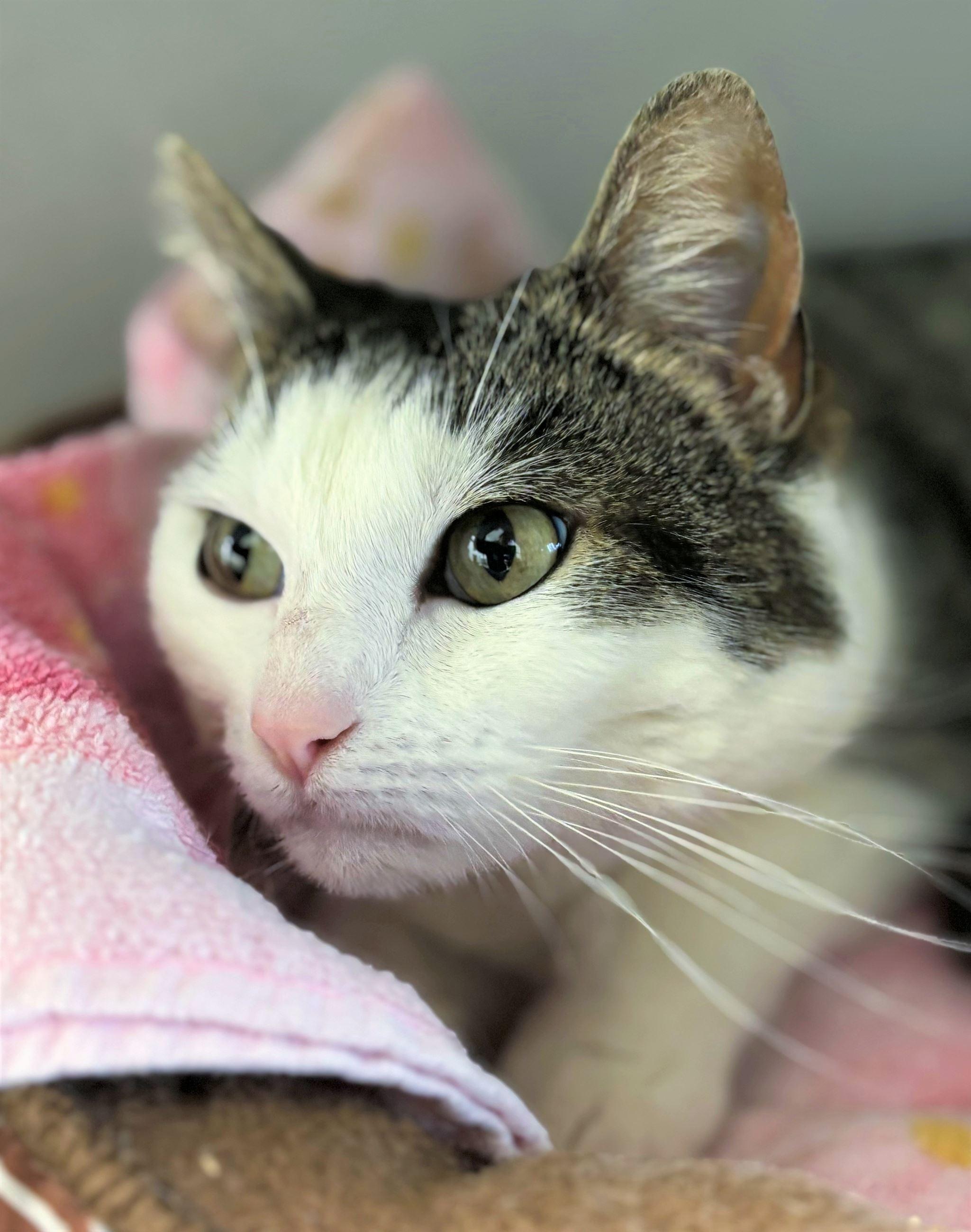 Enlarge Lady Gyo, a ADOPTABLE Domestic Short Hair in Iowa City, IA image 2/2