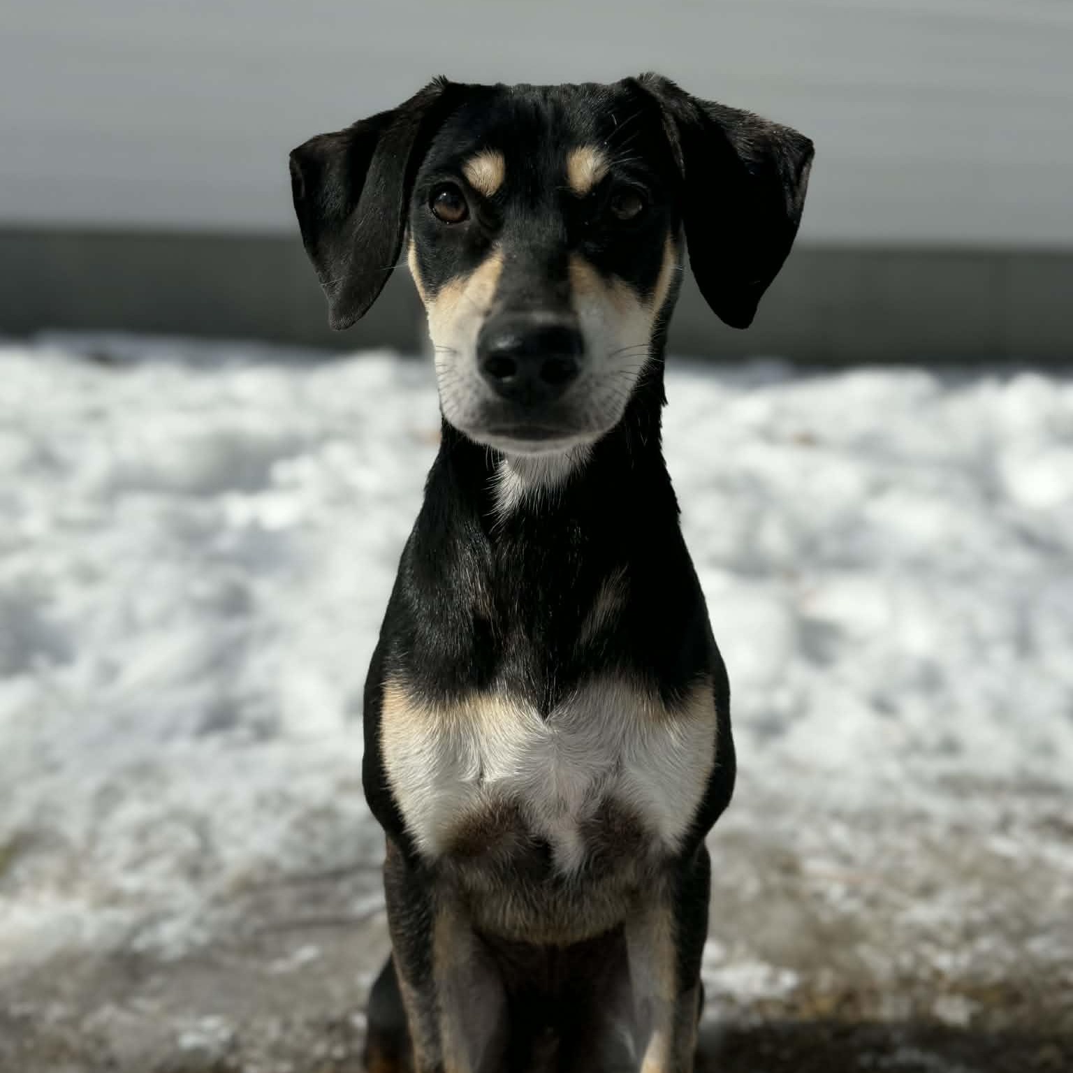 Canto, Adoptable, Puppy Male Labrador Retriever.