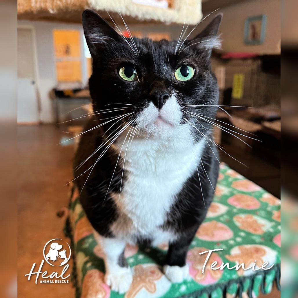 Enlarge Tennie, a Adoptable Domestic Short Hair in Youngwood, PA image 1/3