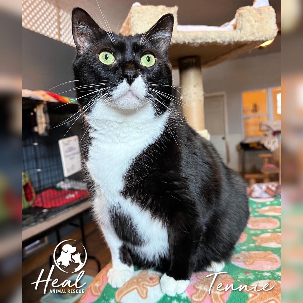 Enlarge Tennie, a Adoptable Domestic Short Hair in Youngwood, PA image 2/3