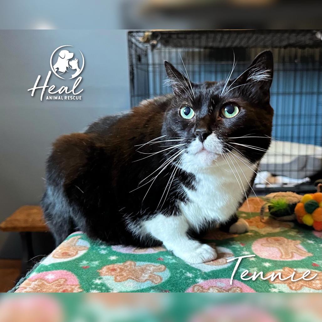 Enlarge Tennie, a Adoptable Domestic Short Hair in Youngwood, PA image 3/3