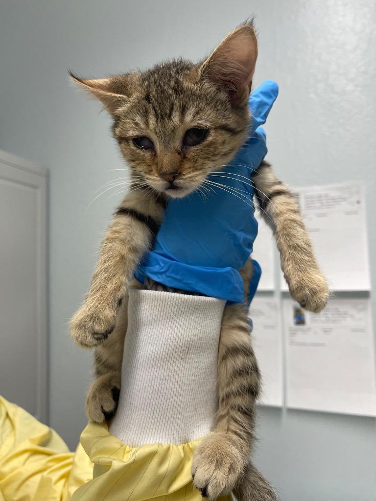 Nova, Adoptable, Kitten Female Domestic Short Hair.