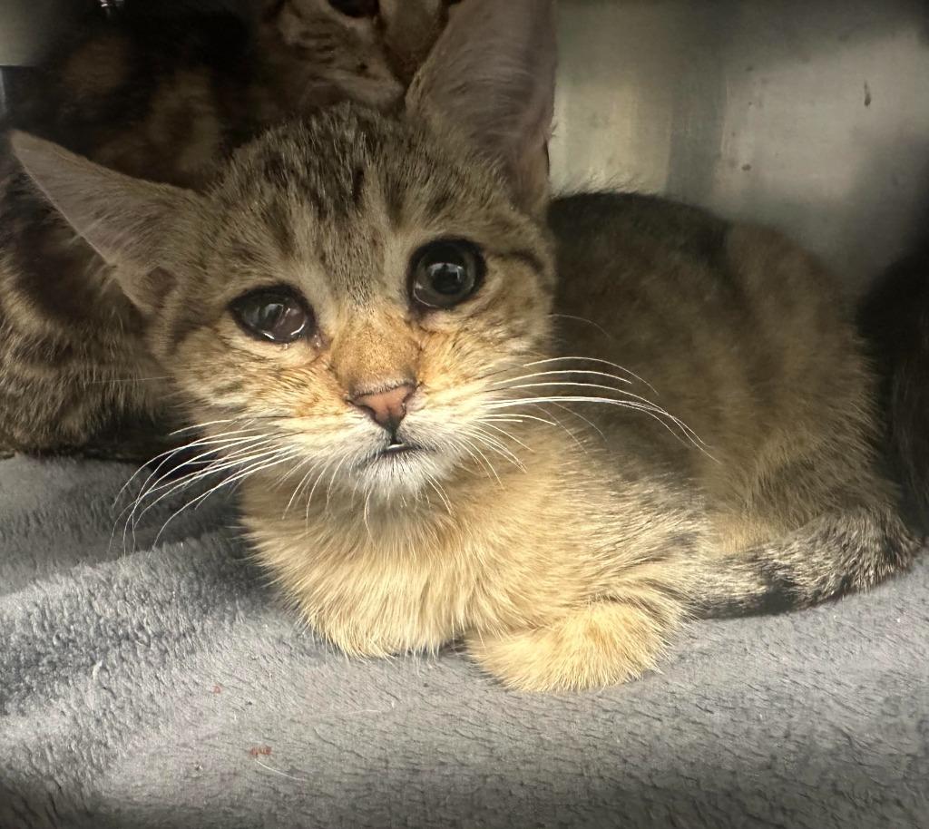 Enlarge Nova, a Adoptable mixed breed in Grants Pass, OR image 2/5