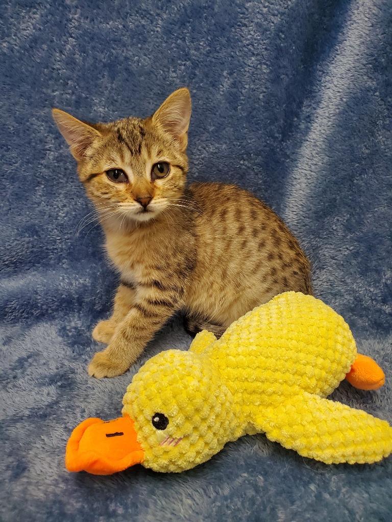 Enlarge Nova, a Adoptable mixed breed in Grants Pass, OR image 3/5