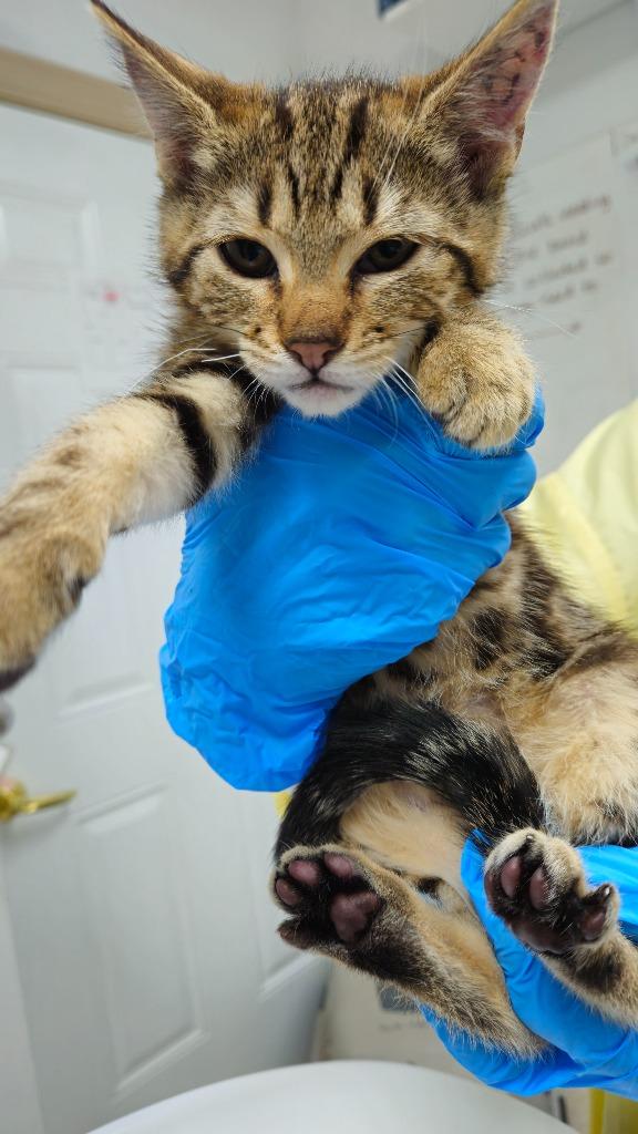 Enlarge Nova, a Adoptable mixed breed in Grants Pass, OR image 4/5