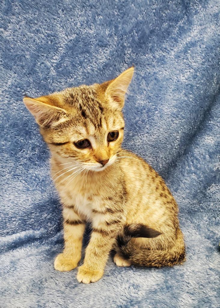 Enlarge Nova, a Adoptable mixed breed in Grants Pass, OR image 5/5