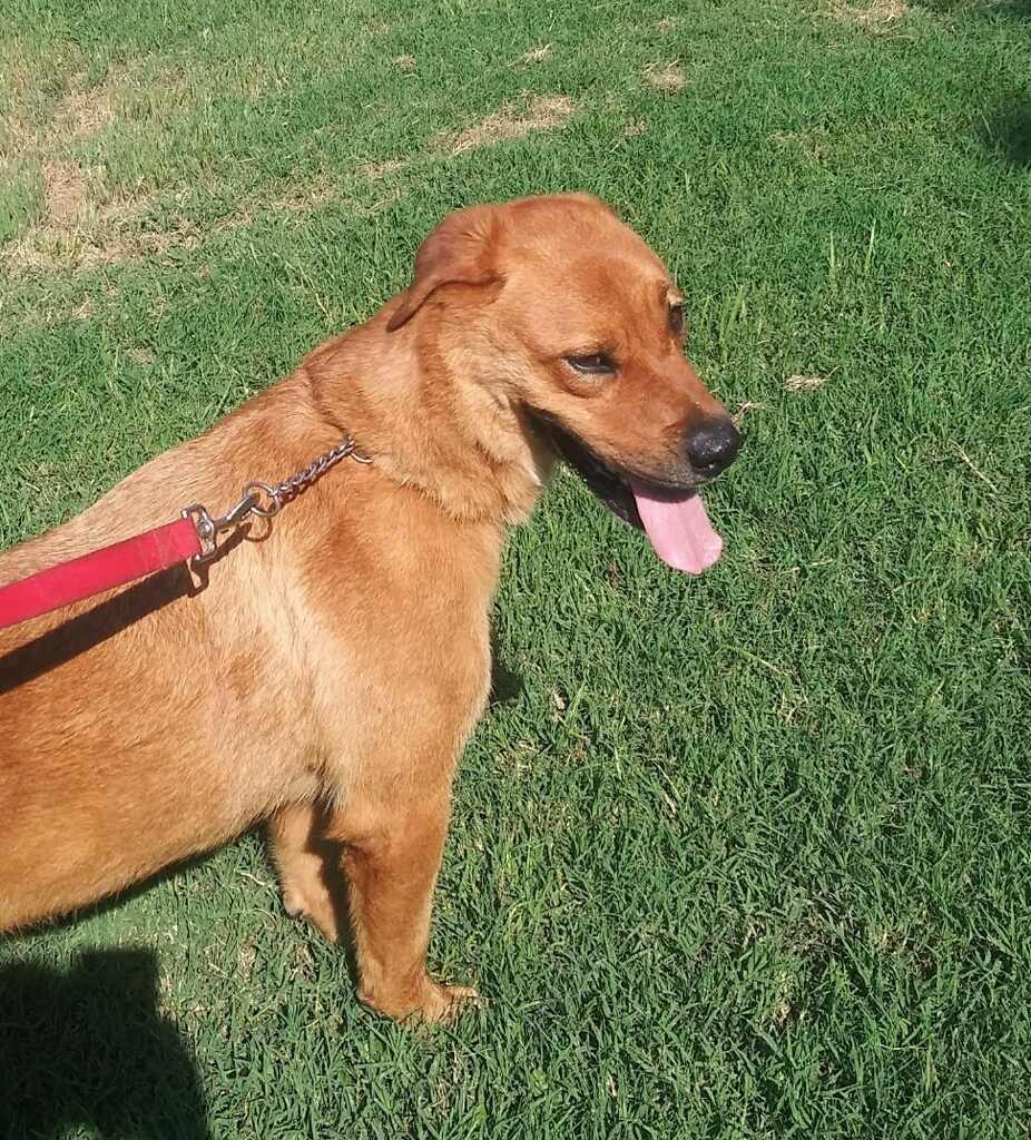Enlarge Dollar, a Adoptable mixed breed in Henrietta, TX image 8/12