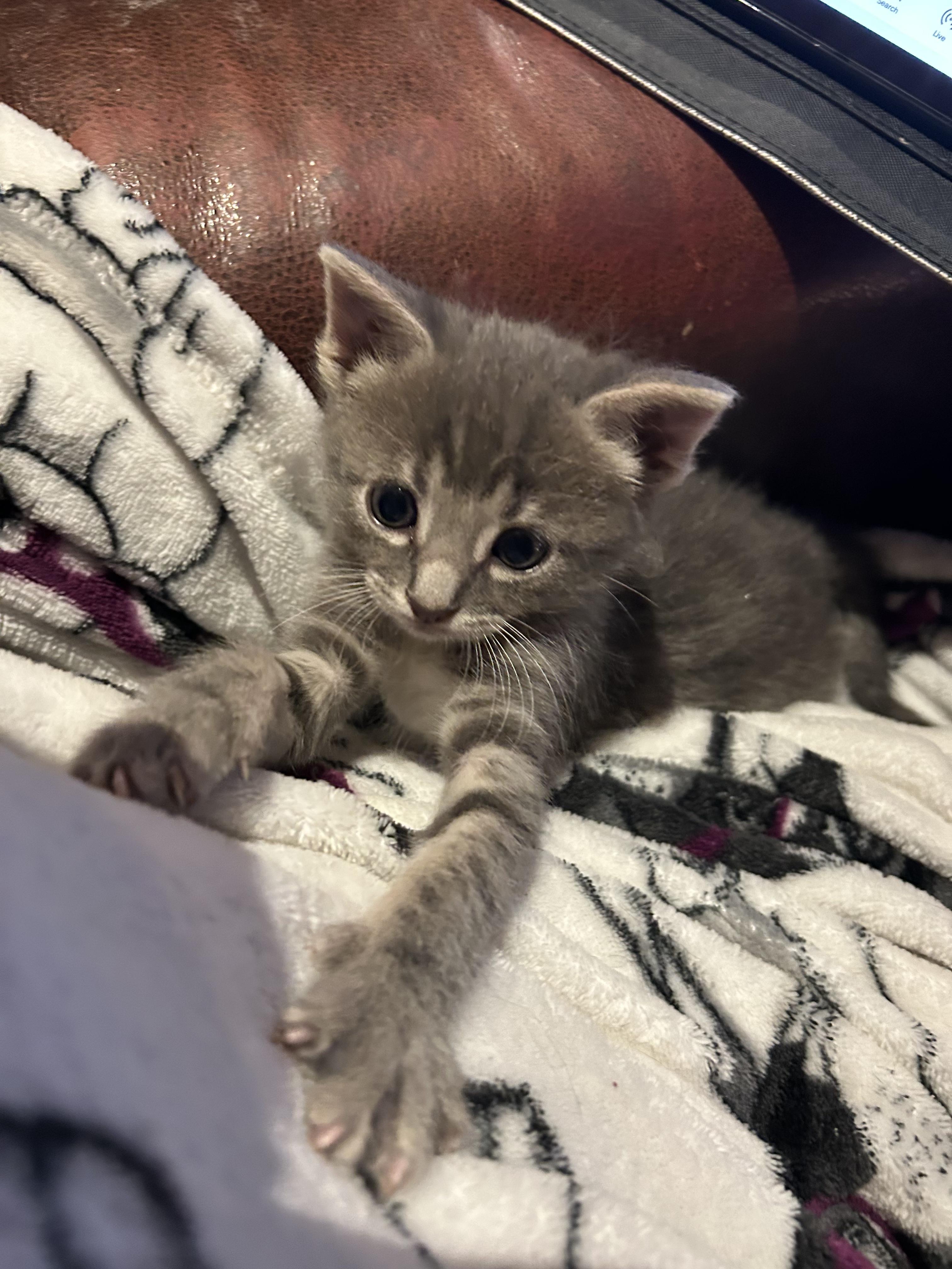 Benny, Adoptable, Kitten Male Domestic Short Hair.