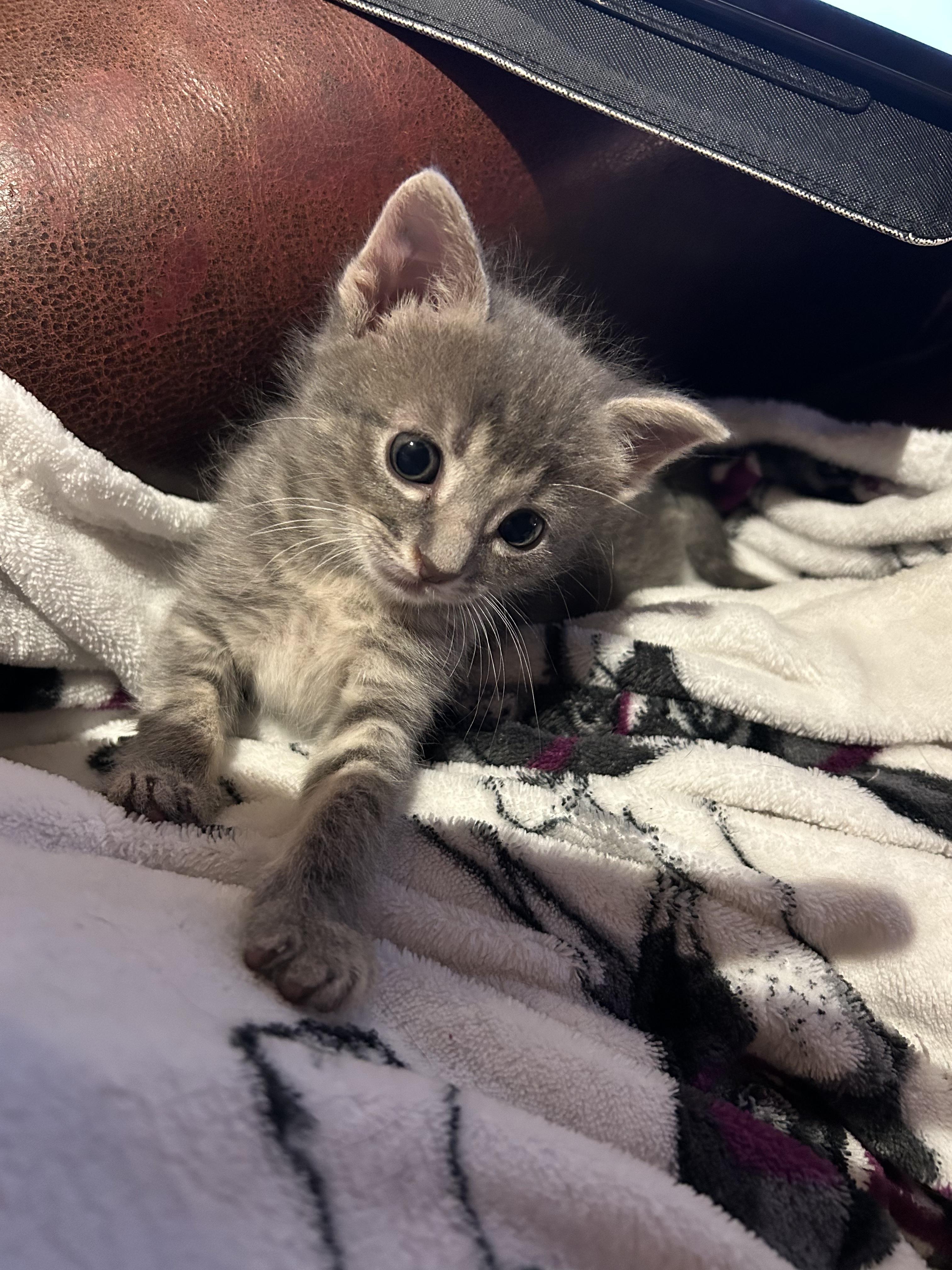 Enlarge Benny, a Adoptable Domestic Short Hair in Long Beach, CA image 2/2