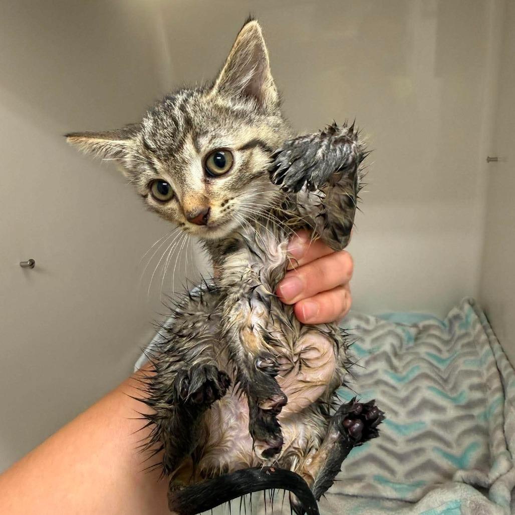 Vernen, Adoptable, Kitten Male Domestic Short Hair.