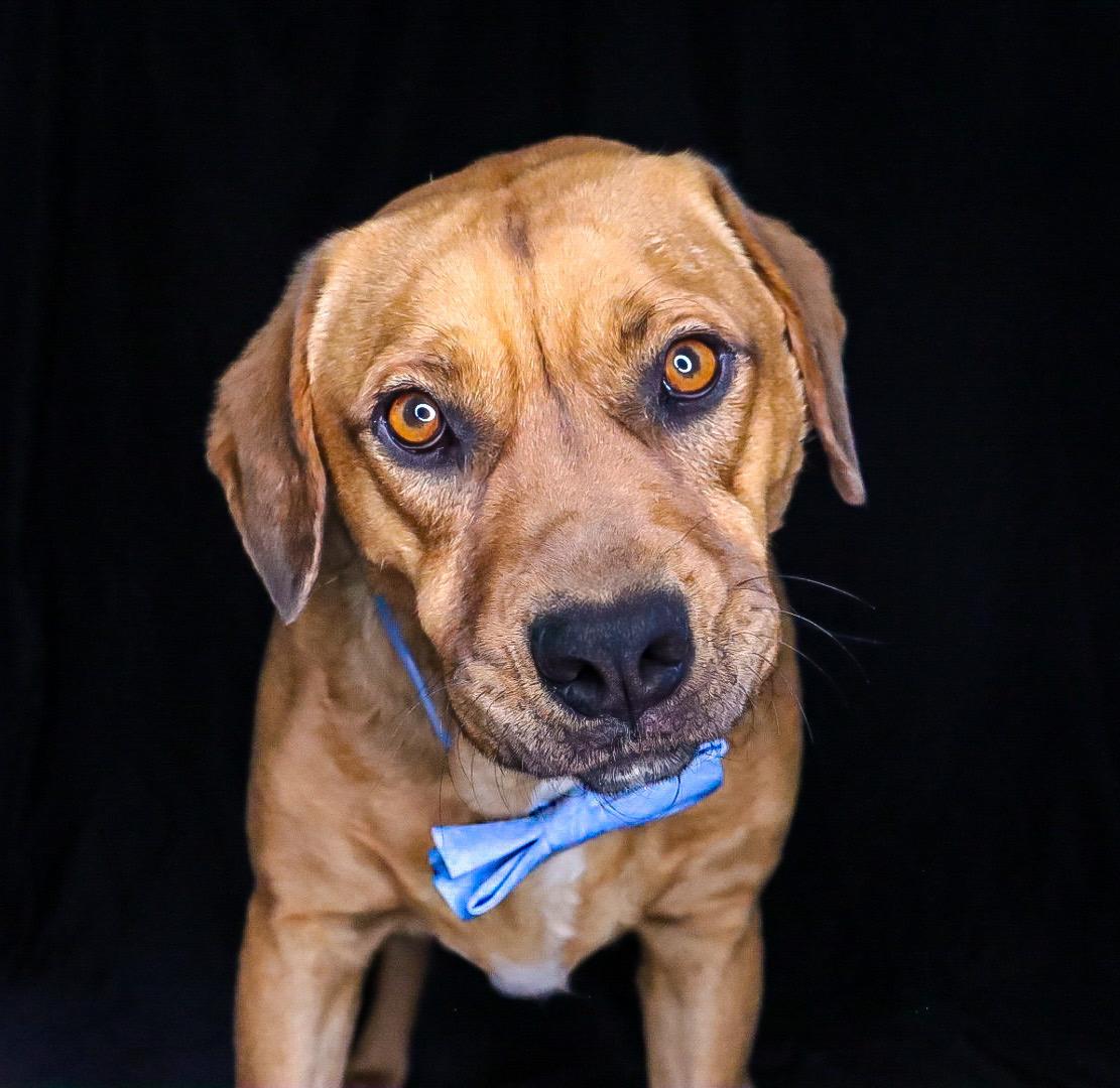 Enlarge Hank, a Adoptable mixed breed in Chelsea, OK image 1/2