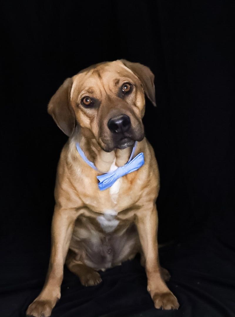 Enlarge Hank, a Adoptable mixed breed in Chelsea, OK image 2/2