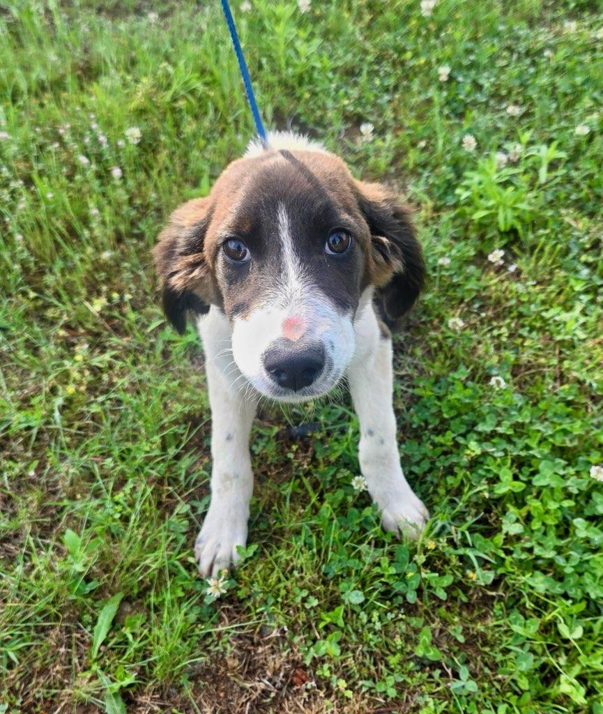 Enlarge Michigan Alyssa *LOCAL*, a Adoptable mixed breed in Wakefield, RI image 1/3