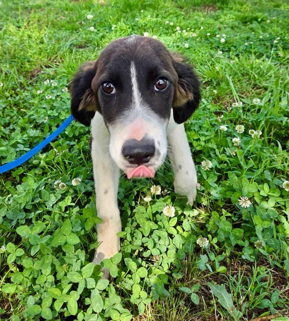 Enlarge Michigan Alyssa *LOCAL*, a Adoptable mixed breed in Wakefield, RI image 2/3