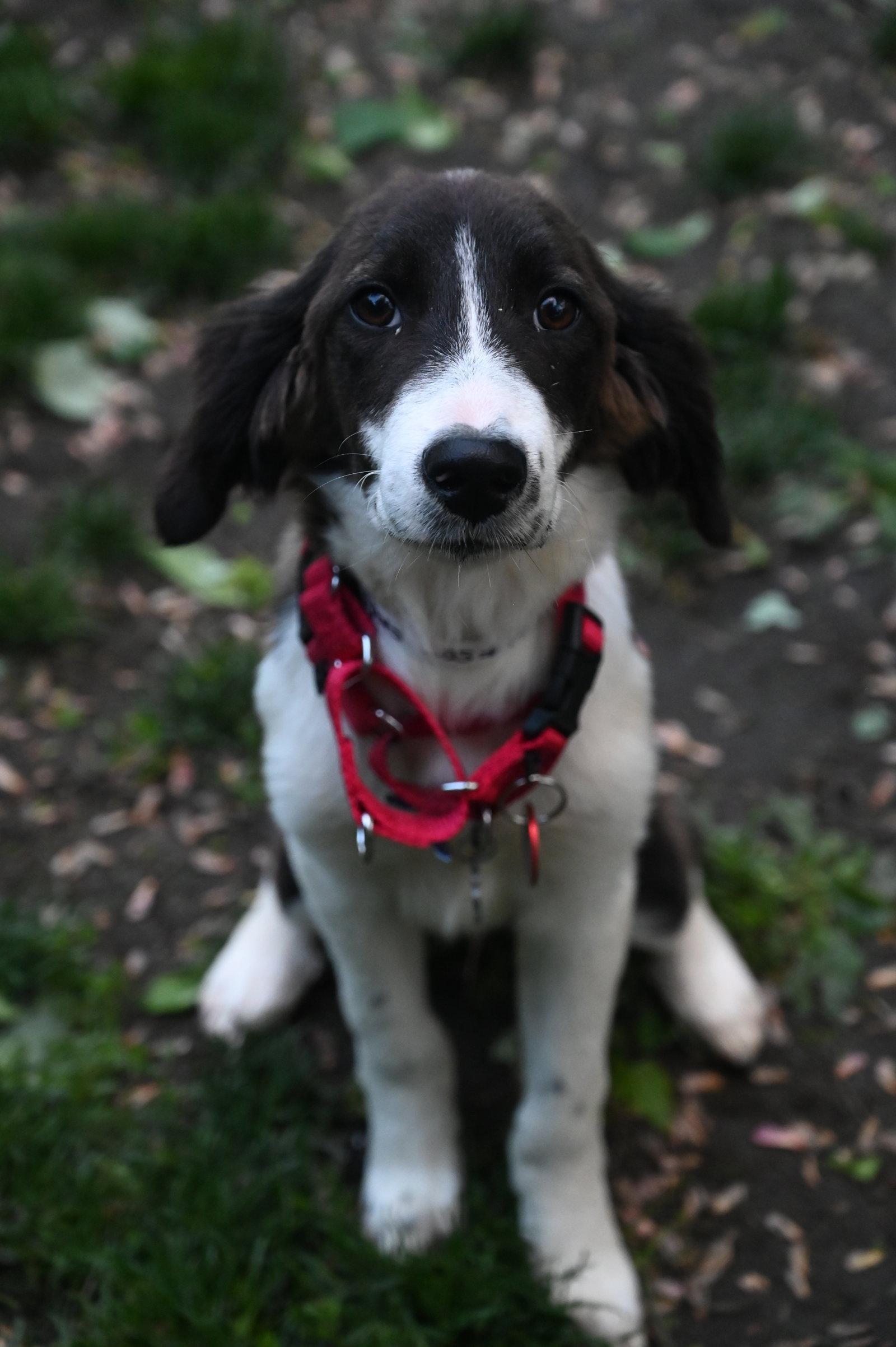 Enlarge Michigan Alyssa *LOCAL*, a Adoptable mixed breed in Wakefield, RI image 3/3