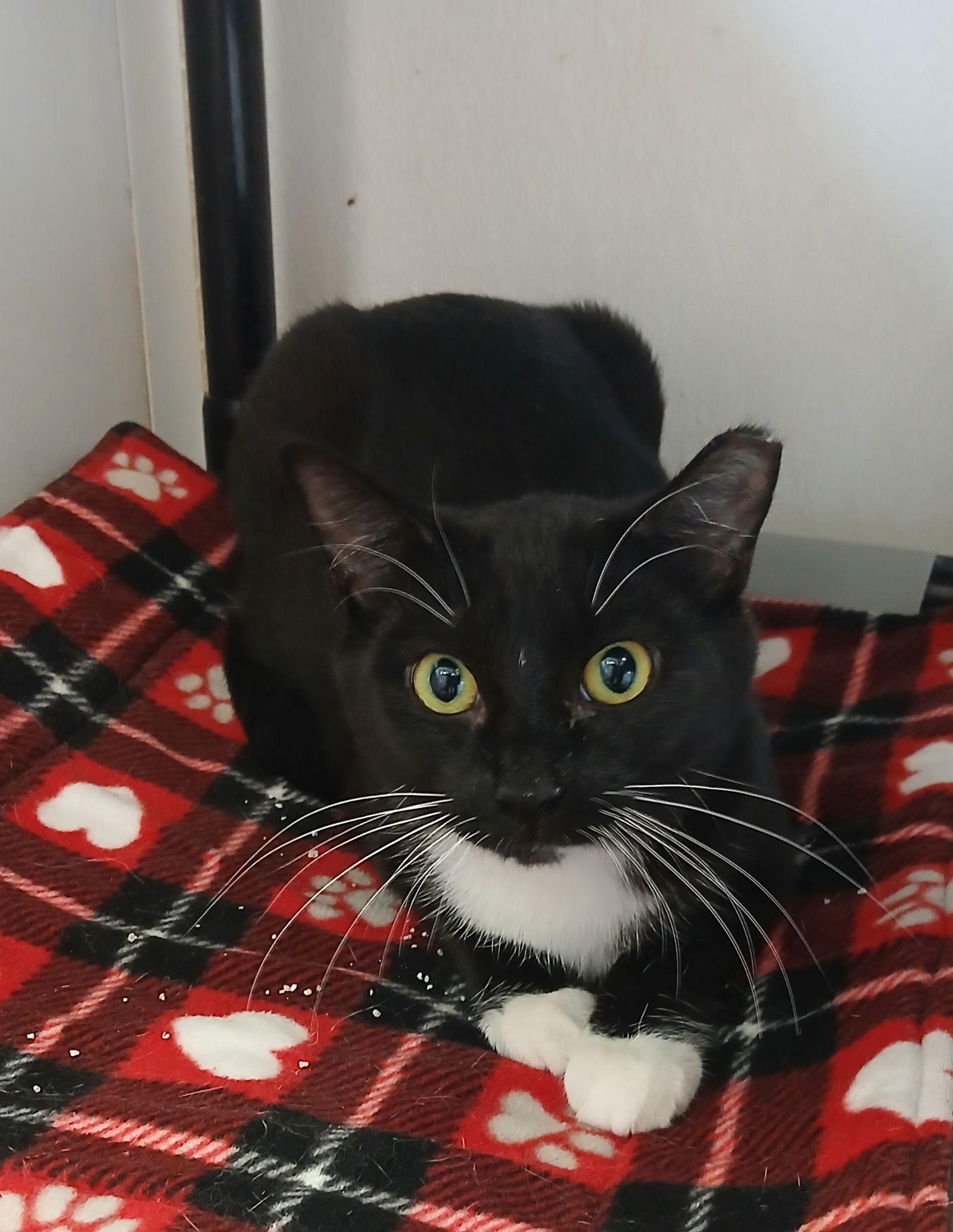 Enlarge Pumpkin, a Adoptable Domestic Short Hair in Bay City, MI image 1/1