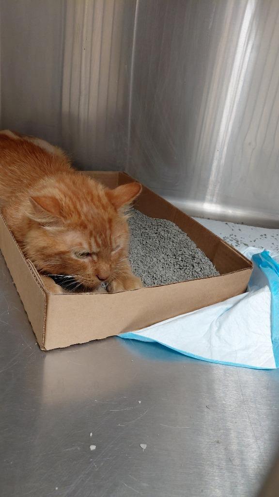 Thomas, Adoptable, Adult Male Domestic Medium Hair.