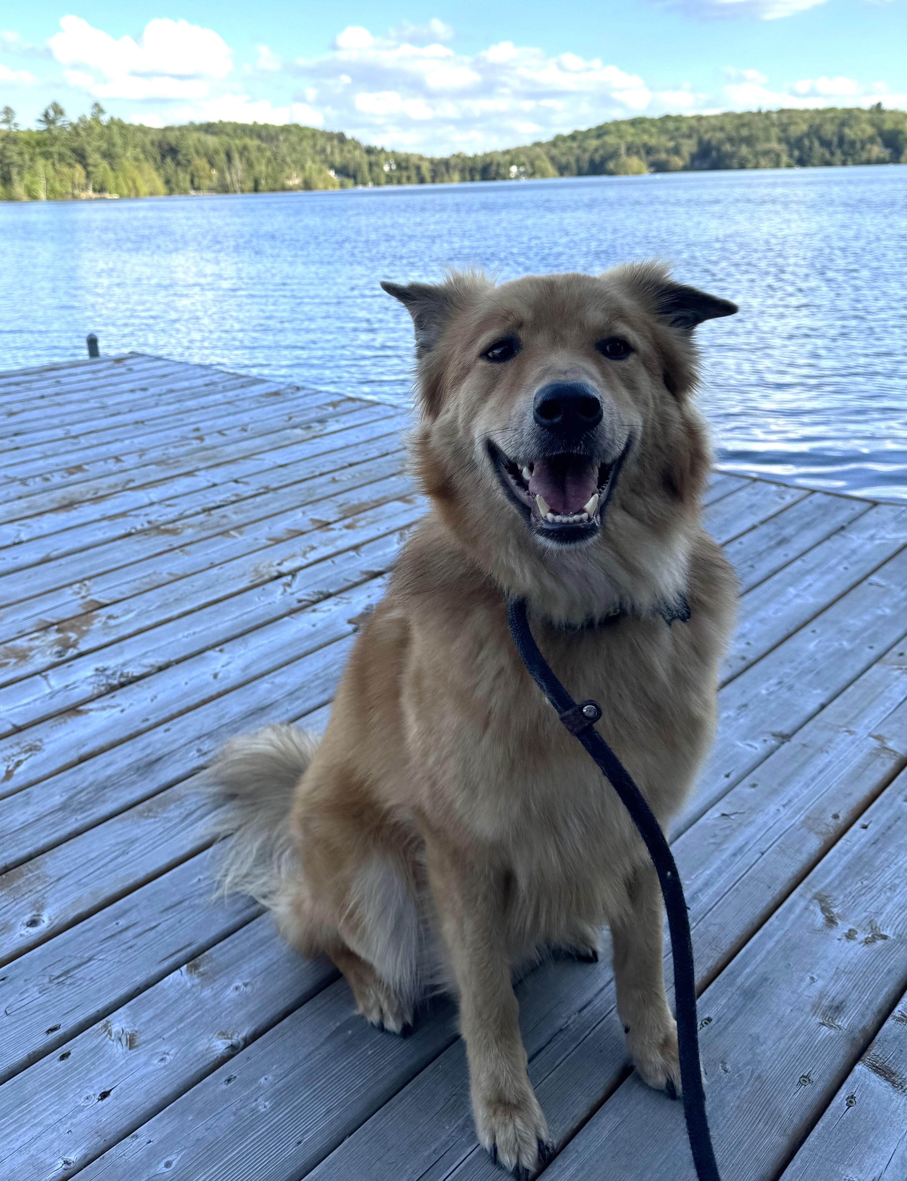 Abaco, Adoptable, Adult Male Retriever.