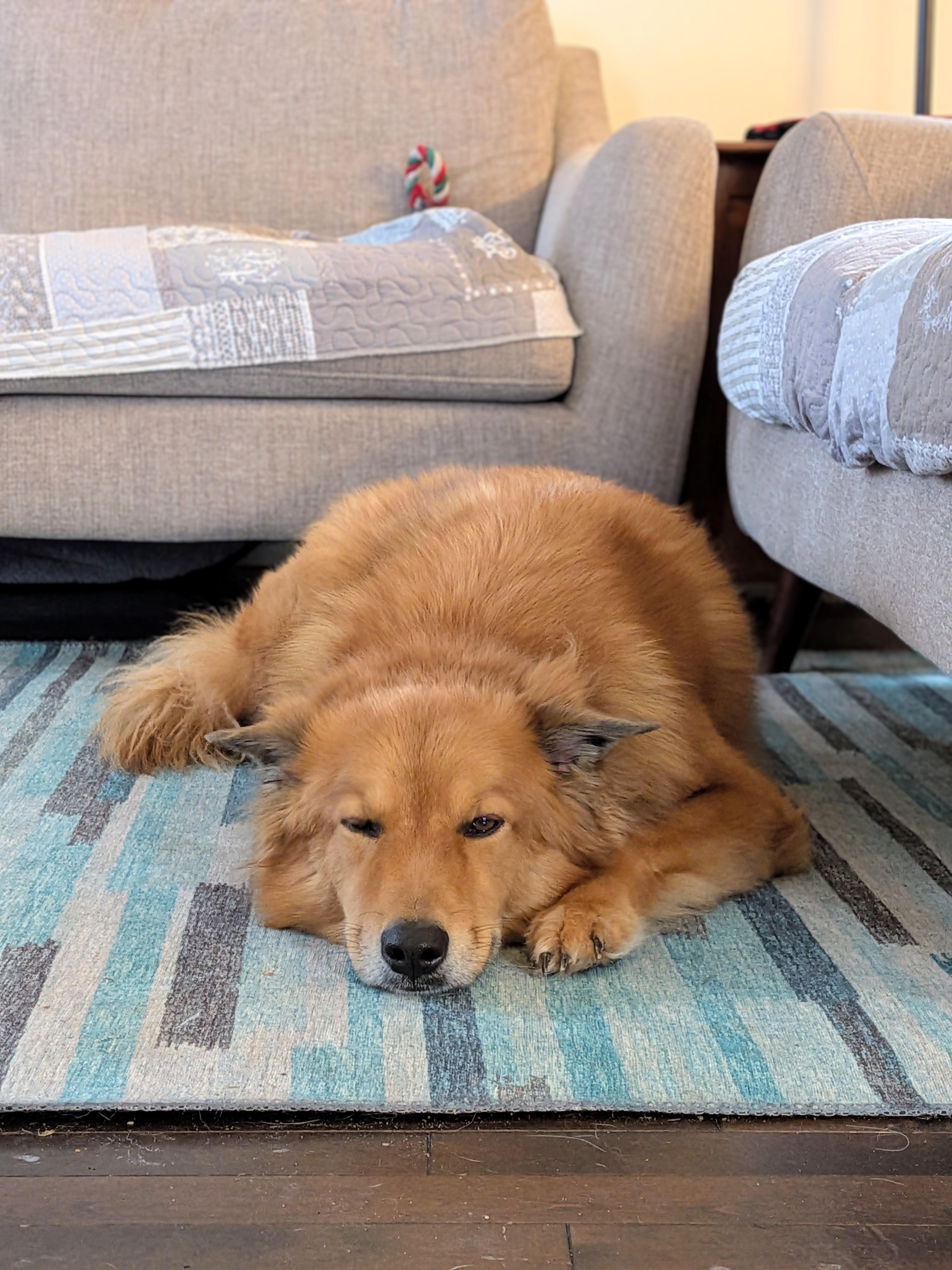 Enlarge Abaco, a Adoptable mixed breed in Rigaud, QC image 4/4