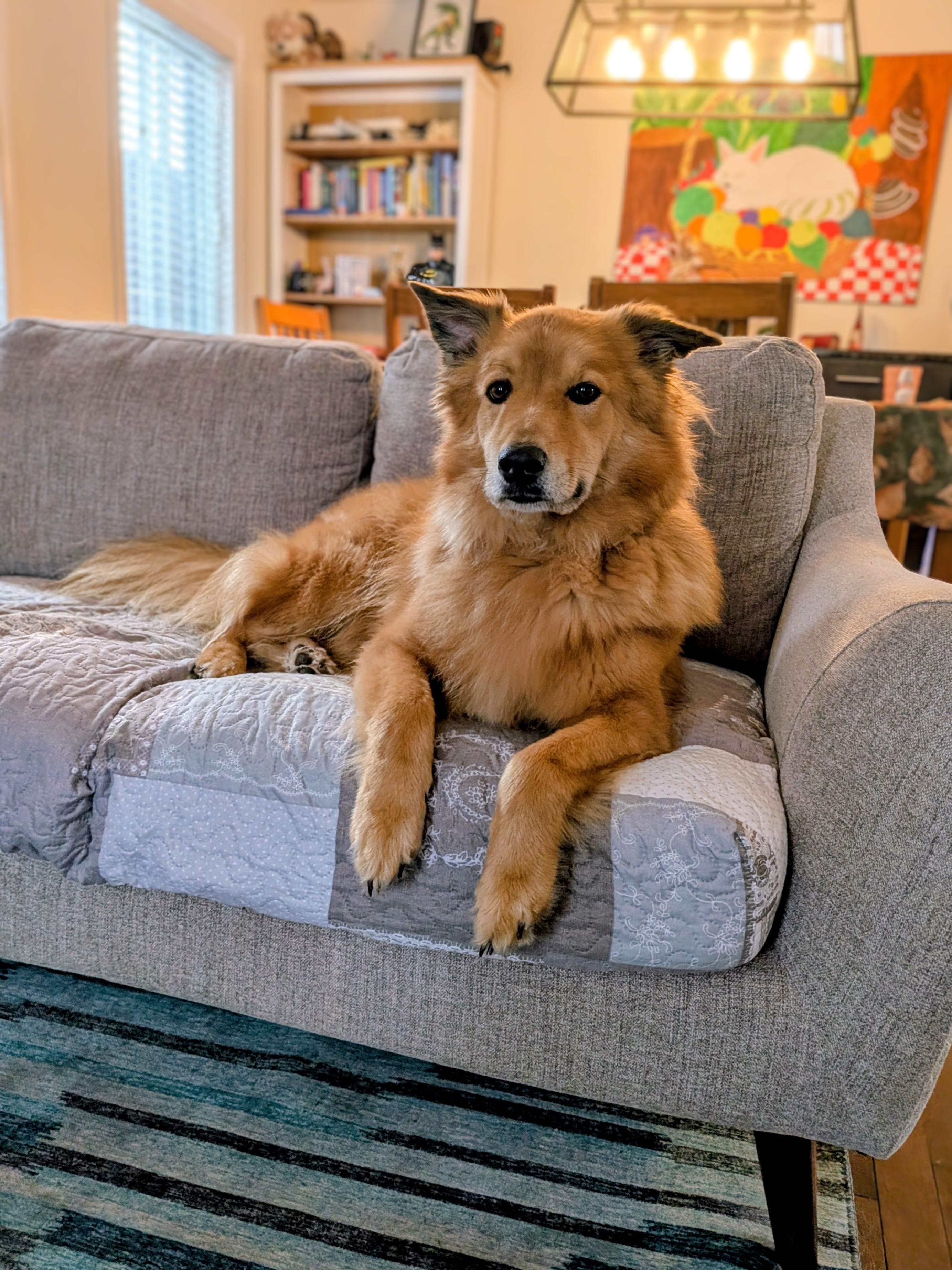 Enlarge Abaco, a Adoptable mixed breed in Rigaud, QC image 2/4