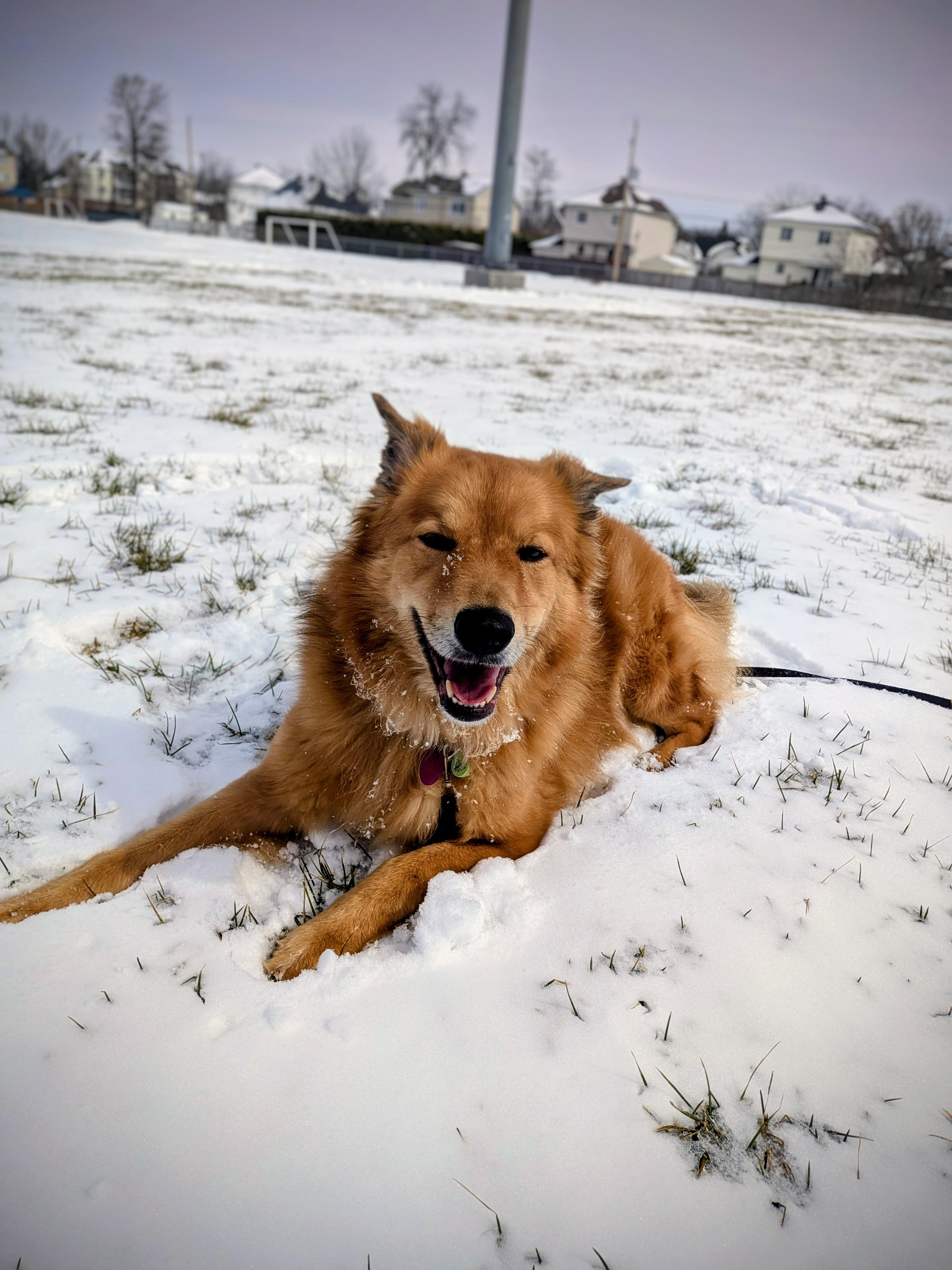 Enlarge Abaco, a Adoptable mixed breed in Rigaud, QC image 1/4