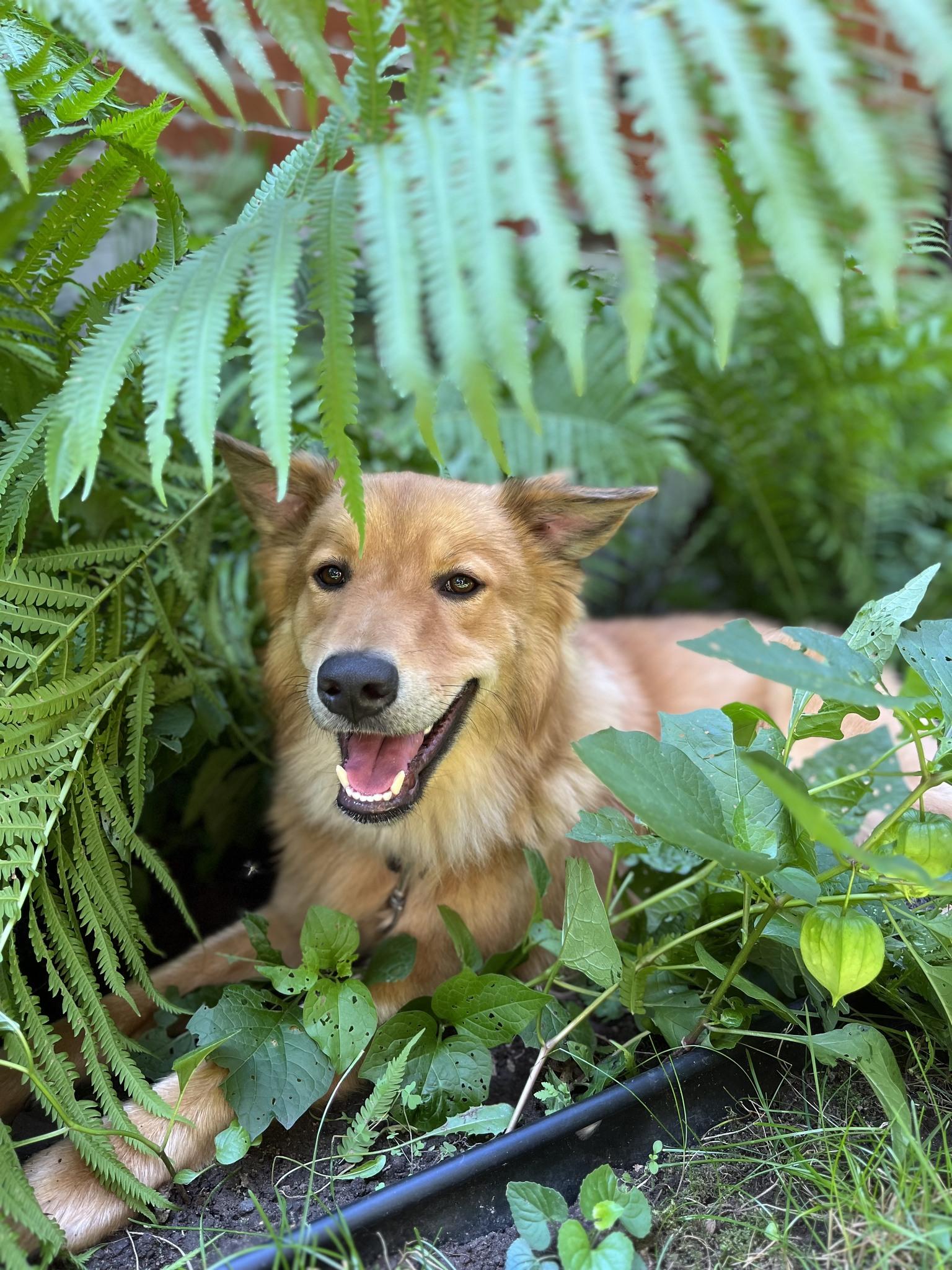 Abaco, a Adoptable mixed breed in Rigaud, QC image 2/3