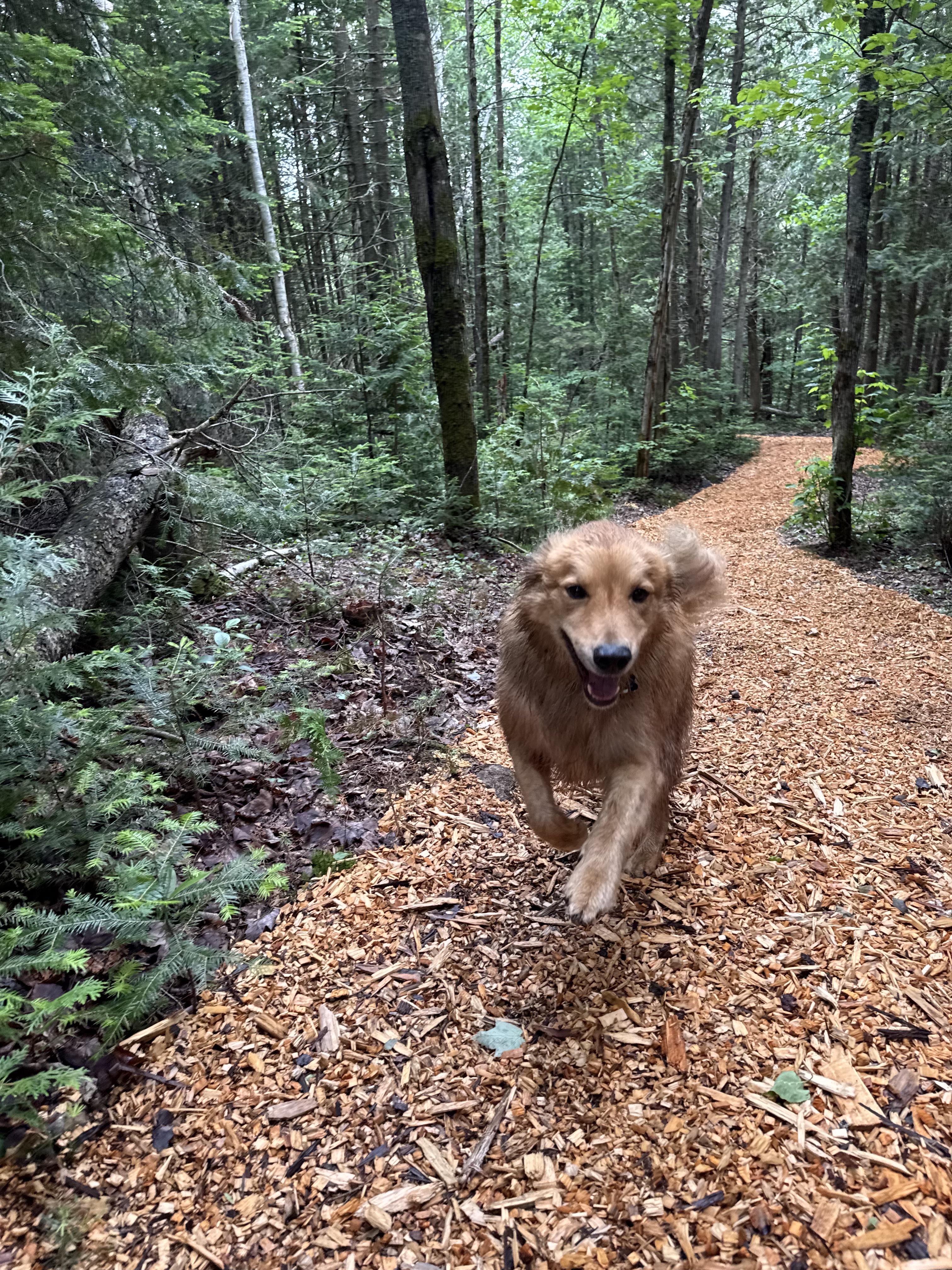 Abaco, a Adoptable mixed breed in Rigaud, QC image 3/3