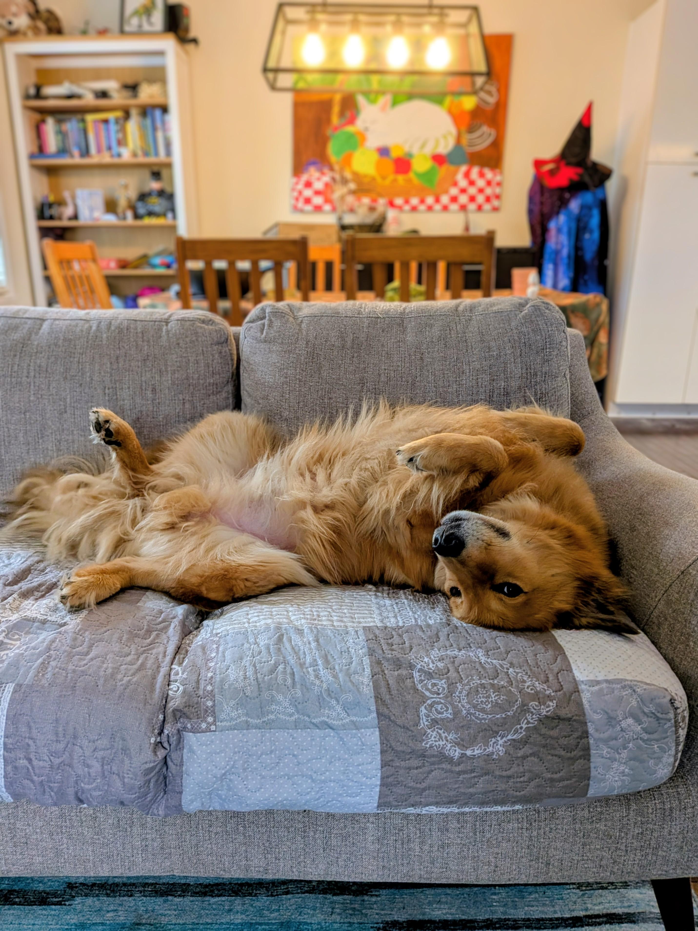 Enlarge Abaco, a Adoptable mixed breed in Rigaud, QC image 3/4