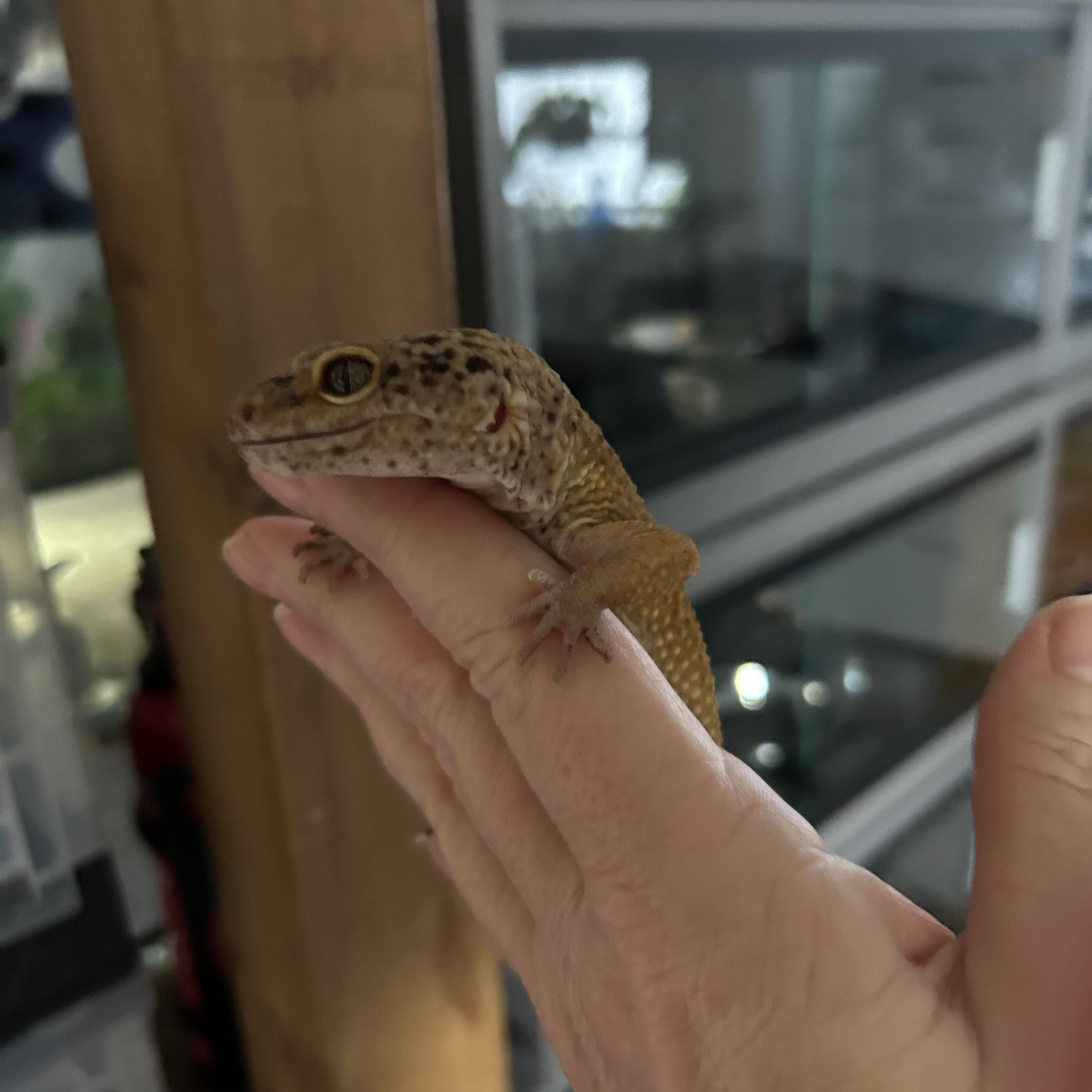 Leopard Gecko Skylar, Adoptable, Adult Unknown Gecko.