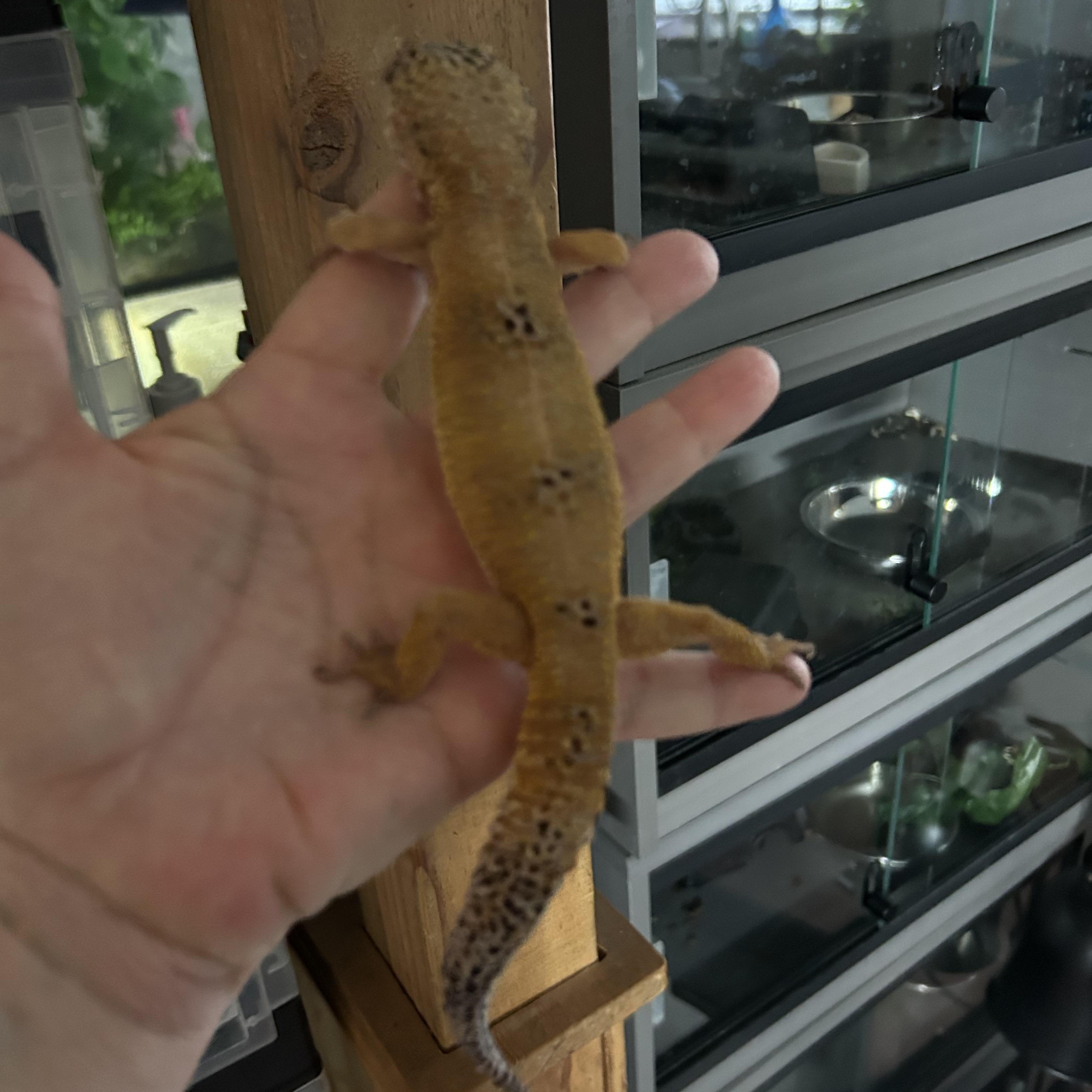 Leopard Gecko Skylar, a Adoptable Gecko in Concord, CA image 2/2